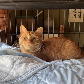 『カラン』マイペースなゴロゴロさん（猫嫌い）