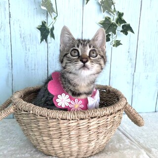 【6/29東銀座】マッコリちゃん★２ヵ月半♪