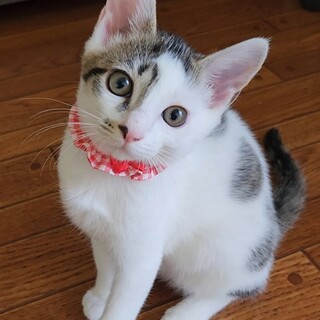 お転婆だけど甘えんなももちゃん