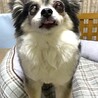 サマーカットにしたんだわん。