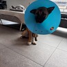 去勢手術を頑張ったよ！！