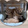 家族を待っています