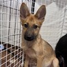 ボクの名前はチャリ！小柄だけど元気モリモリだよ！！