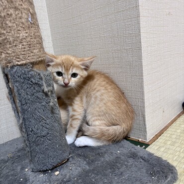 茶トラちゃん