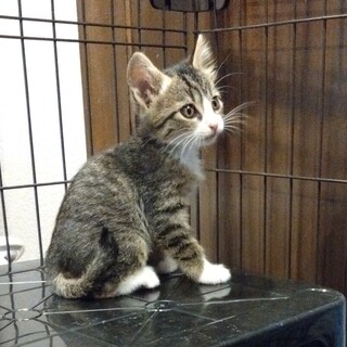 ありがとうです。美人キジ白1ヶ月女の子ぼさつちゃん