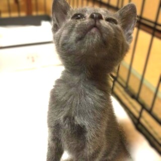 ★里親様決定！★愛嬌ばつぐんちょっと垂れ目♥銀子