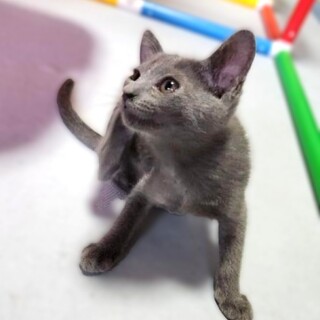 ★里親様決定！★きれいなグレーの女の子♥ふうちゃん