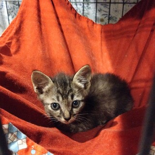 ウリ坊みたいキジトラ1ヶ月男の子にょらいくん