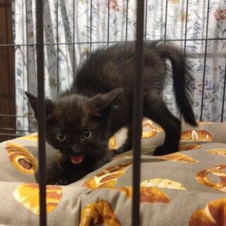 ビビりだけど…黒猫女の子1ヶ月みろくちゃん