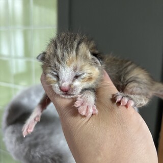 【兄弟譲渡優先】うまれたてキジ茶トラ