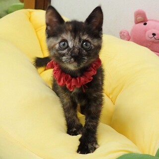 【6/29東銀座】うみねちゃん★１ヵ月半♪