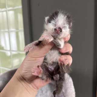 【兄弟譲渡優先】うまれたて白黒ちゃん