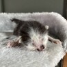 【兄弟譲渡優先】うまれたて白黒ちゃん サムネイル2