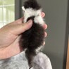 【兄弟譲渡優先】うまれたて白黒ちゃん サムネイル3