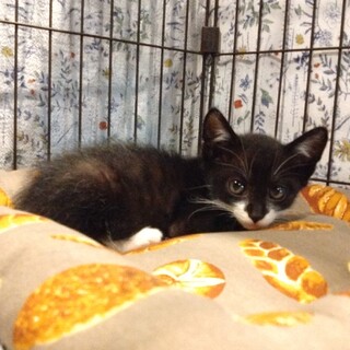 黒白男の子1ヶ月あみだくん