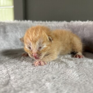 【兄弟譲渡優先】うまれたて茶トラちゃん