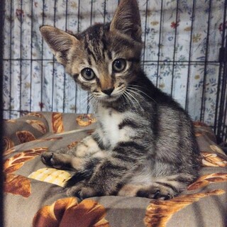 元気いっぱいキジトラ男の子1ヶ月だいにちくん