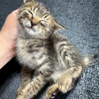 【あらたくん】キジトラちゃん