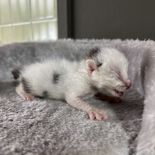 【兄弟譲渡優先】うまれたて白黒ちゃん