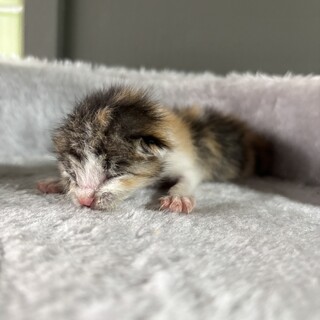 【兄弟譲渡優先】うまれたてミケトラちゃん