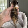 【兄弟譲渡優先】うまれたてミケトラちゃん サムネイル2