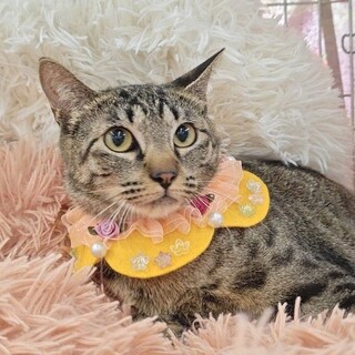 【6/29東銀座】みなみちゃん★１歳半♪