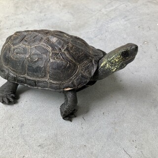 クサガメの里親さん募集※大切にお世話して下さる方