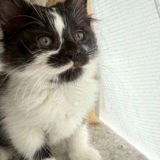 よちよち短足・個性的お顔・ふわふわ長毛の女の子