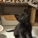 生後1ヶ月半4兄妹①黒猫男の子