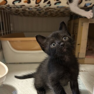 生後1ヶ月半4兄妹①黒猫男の子