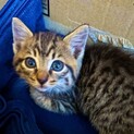 全力で甘えてくる子猫受け止めてくれる方を探してます