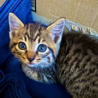 全力で甘えてくる子猫受け止めてくれる方を探してます