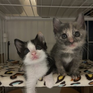 生後1ヶ月半4兄妹③三毛猫女の子