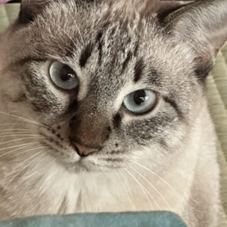 飼い主を募集します