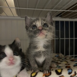 1ヶ月半4兄妹④パステルサビ女の子