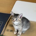 2カ月の甘えん坊の女の子です