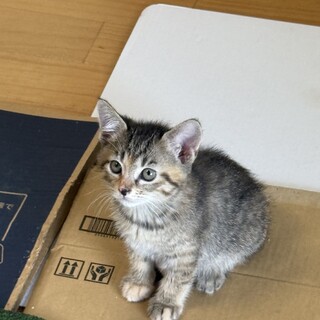 2カ月の甘えん坊の女の子です