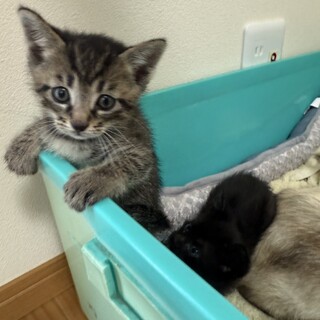 2カ月の甘えん坊の男の子です