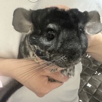 ポコ
