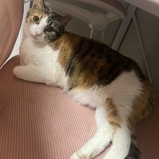 【ひだまりちゃん】ひかえめな甘えん坊
