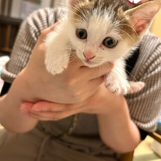 キジ白　前髪みたいな柄が可愛い男の子　2ヶ月