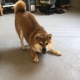 甘えたな忠犬柴Mix⭐︎なるくん⭐︎