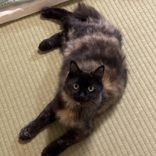 モフモフ美女のカミちゃんです♡一歳くらい！