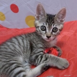 遊ぶの大好き★ムッちゃん★美少女戦士