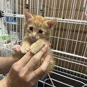 仔猫・生後1ヶ月・里親さん探してます