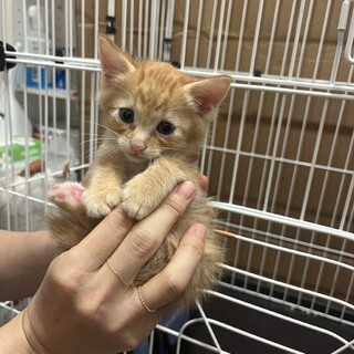 仔猫・生後1ヶ月・里親さん探してます