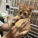 生後1ヶ月の仔猫。里親さん募集してます