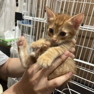 生後1ヶ月の仔猫。里親さん募集してます