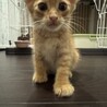 生後1ヶ月の仔猫。里親さん募集してます サムネイル2