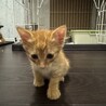 生後1ヶ月の仔猫。里親さん募集してます サムネイル3
